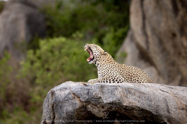 Leopard yawning Serengeti Copyright Stu Porter Photography