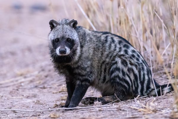 African Civet rare sighting Amboseli, Kenya African African Photographic tours with Stu Porter