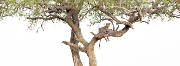 Leopard in tree Serengeti Wild4 African Photo safaris