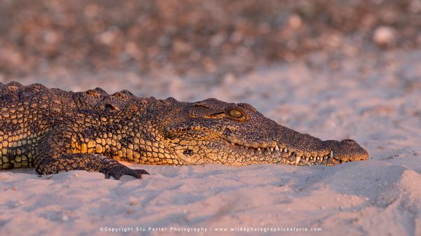 Nile Crocodile resting on a sandy bank by Stu Porter, Wild4 Photo Safaris