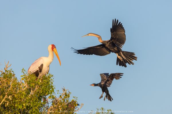 African Darter, Botswana, by Stu Porter WILD4 African Photo Safaris