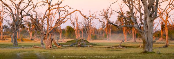 Dead Tree Island Moremi Game Reserve, Botswana. African Photographic Safari. Panorama