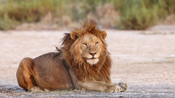 Male Lion photo by Stu Porter, Ndutu