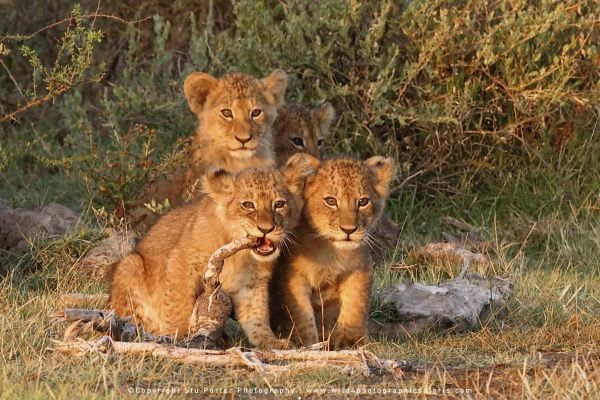 Lion cubs by Stu Porter Photography