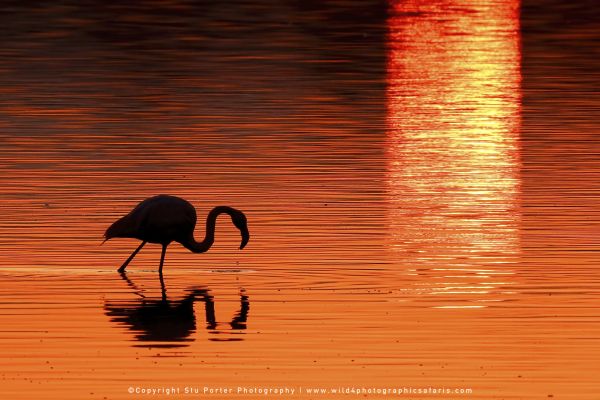 Flamingo at sunrise on Lake Ndutu, Tanzania