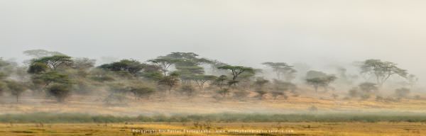 Early morning mist hangs in the woodland area on the edge of the big marsh in the Ndutu area - Tanza