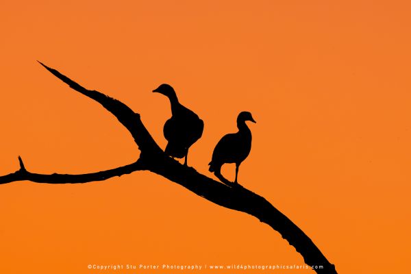 Sunset Egyptian Geese silhouettes on a branch by Stu Porter, Wild4 Photographic Safaris.