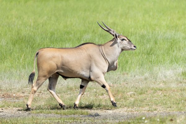 Stu Porter African Wildlife Photography