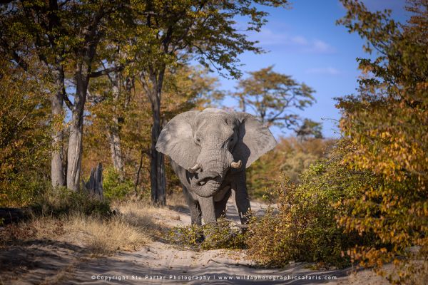 Elephant blocking a Moremi track, photographed by Stu Porter, Wild4 Photo Safaris.