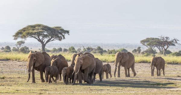 Elephants Amboseli Kenya