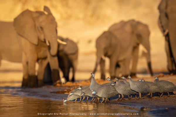 Flock of Guinea Fowl drinking by Stu Porter, Wild4 Photo Safaris