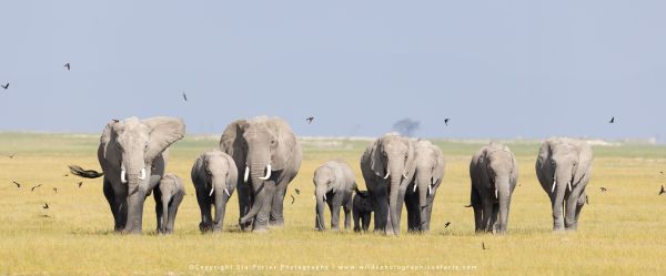 Elephant herd Stu Porter Photography