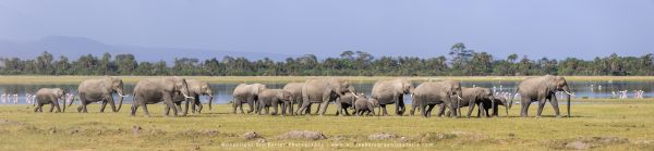 Herd of Elephants Amboseli Kenya