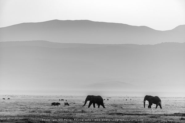 Stu Porter African Wildlife Photography