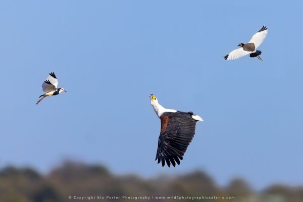 African Fish Eagle, Botswana, by Stu Porter WILD4 African Photo Safaris