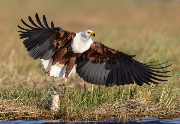 Fish Eagle, Botswana, by Stu Porter WILD4 African Photo Safaris
