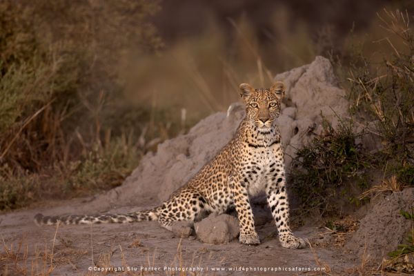 Alert leopard on a mound by Stu Porter, Wild4 Photo Safaris.