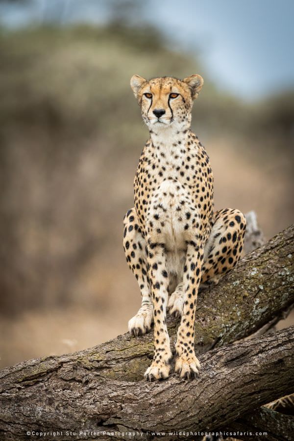 An alert female Cheetah on a dead tree in the Ndutu area - Tanzania © Stu Porter African Photo Safar