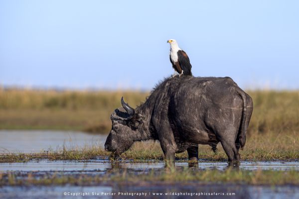 African Fish Eagle perched on a Cape Buffalo by Stu Porter, Wild4 Photo Safaris