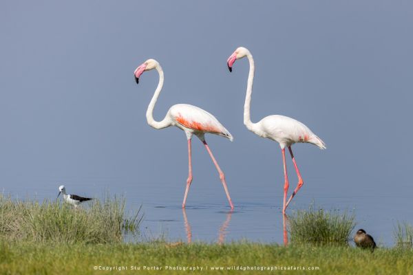 Stu Porter Photography Amboseli Photo tour Kenya Flamingos