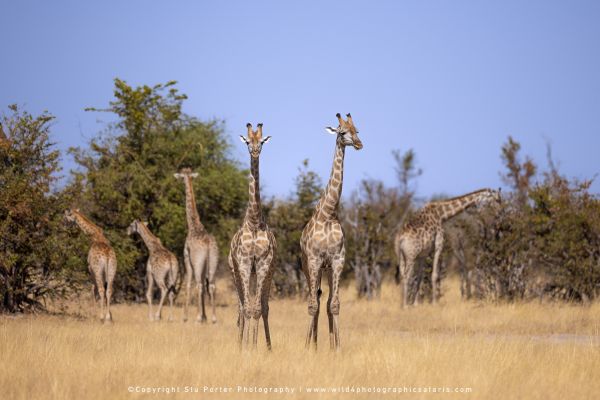Tower of giraffes standing in dry bush by Stu Porter, Wild4 Photo Tours