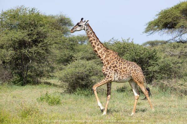 Tanzania Photo Safaris with Stu Porter