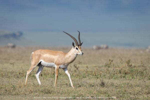 Stu Porter African Wildlife Photography