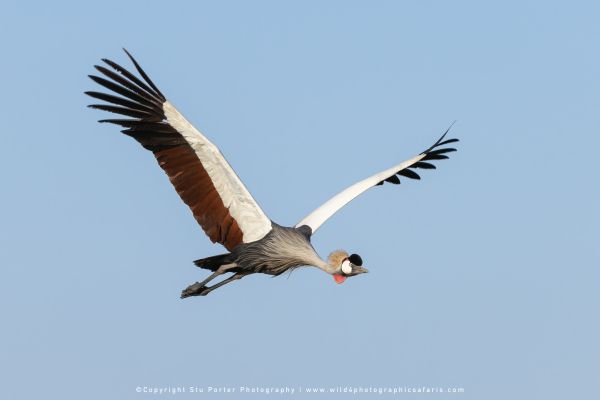 Grey Crowned Crane in flight Stu Porter photography