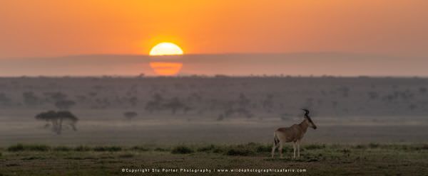 A Cokes Hartebeest at sunrise in the Serengeti National Park - Tanzania © Stu Porter Serengeti Photo