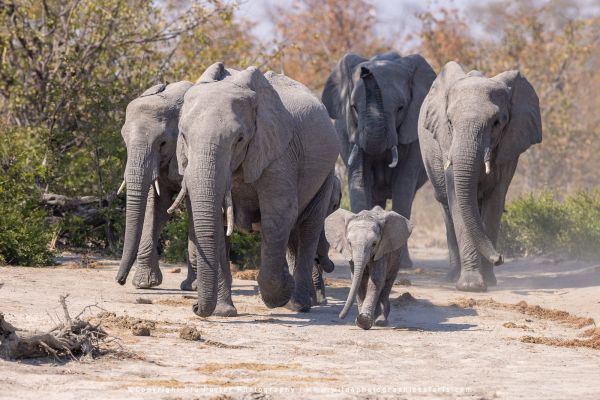 Elephant herd with young calf walking by Stu Porter, Wild4 Photo Safaris
