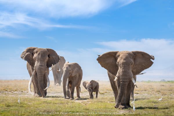 Elephants in Amboseli National Park, Kenya. Wild4 African Photographic Safaris, small group speciali