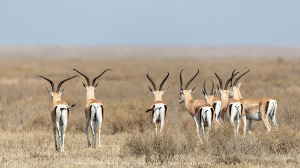 A herd of male Grants Gazelle in the Ndutu area - Tanzania © Stu Porter Photo Safaris
