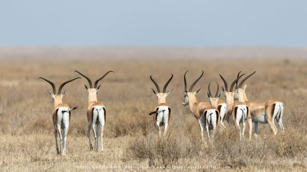 A herd of male Grants Gazelle in the Ndutu area - Tanzania © Stu Porter Photo Safaris A herd of male Grants Gazelle in the Ndutu area - Tanzania © Stu Porter Photo Safaris