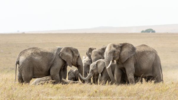 The rest of the herd then joined the adult female and all were visibly interested in the dead Elepha