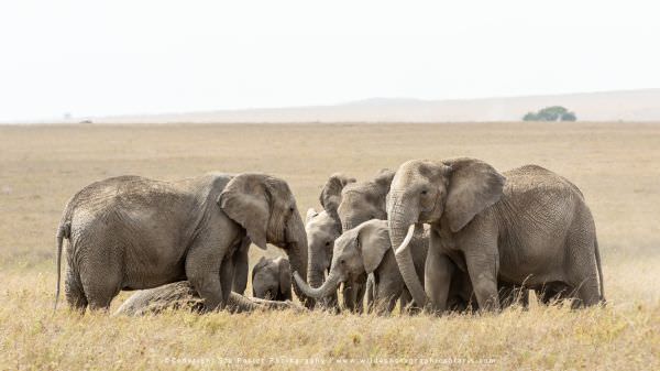 The rest of the herd then joined the adult female and all were visibly interested in the dead Elepha The rest of the herd then joined the adult female and all were visibly interested in the dead Elepha