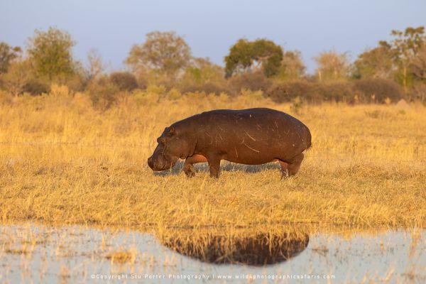 Hippo in golden grass reflection by Stu Porter, Wild4 Photo Safaris.