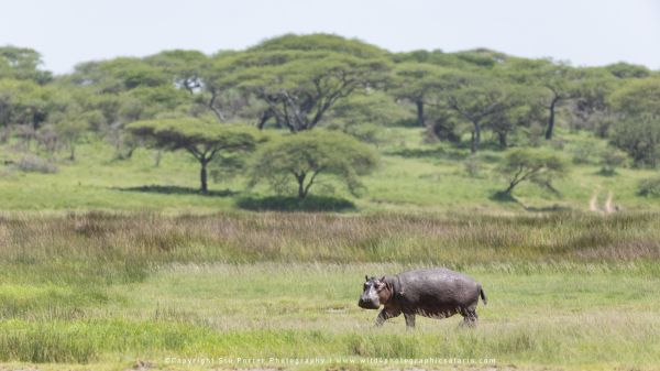 Tanzania Photo Safaris with Stu Porter