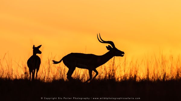 male impala by Stu Porter photography silhouette sunrise WILD4 African Photo Safaris