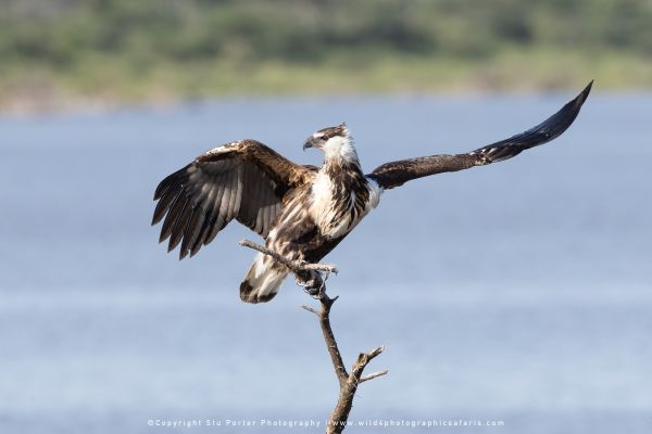 Tanzania Photo Safaris with Stu Porter