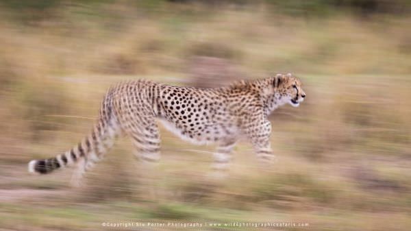 Panning shot of a Cheetah, Masai Mara, Kenya. Stu Porter Photography Tour