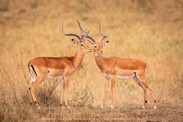 Two Impala Rams, Masai Mara, Kenya. Wildlife Photography