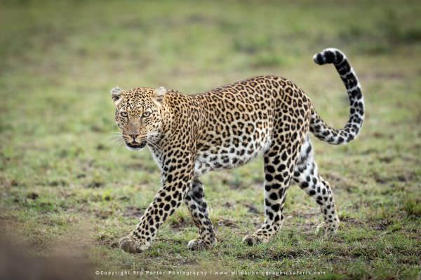 Female Leopard, Masai Mara, Kenya. Wildlife Photography
