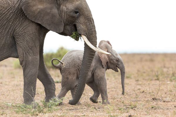 Leucistic baby Elephant, Masai Mara, Kenya. Wildlife Photography