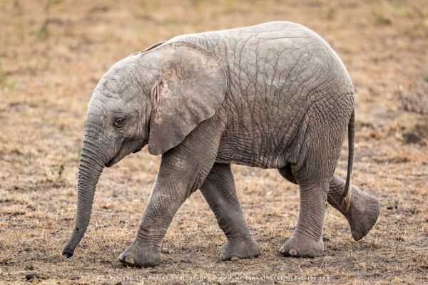 Leucistic Baby Elephant with white tail hair, Masai Mara, Kenya. Wild4 Africa Photographic Tour