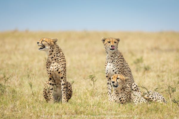 Three of the 5 male Cheetah coalition, Masai Mara, Kenya. Stu Porter Photography Tour