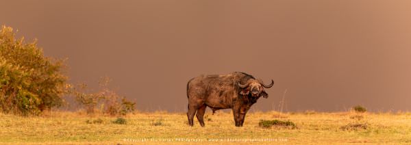 Cape Buffalo with an unusual stormy sky, Masai Mara, Kenya. African Wildlife Photo Safari