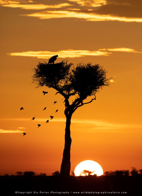 Sunrise, Masai Mara, Kenya. Stu Porter Photography Tour