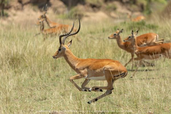 Impala running, Masai Mara, Kenya. African Wildlife Photo Safari