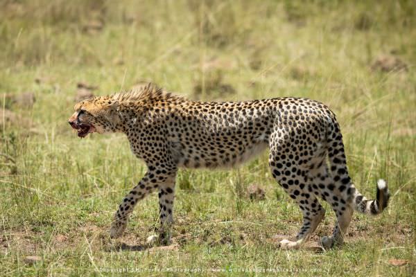 Cheetah, Masai Mara, Kenya. Wild4 Africa Photographic Tour