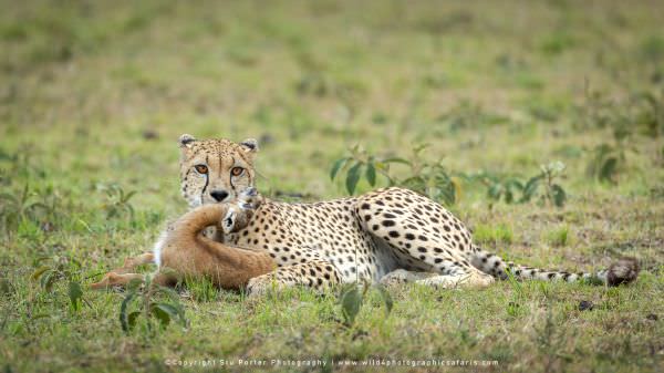 Cheetah with its Thompson's Gazelle prey, Masai Mara, Kenya. Wildlife Photography